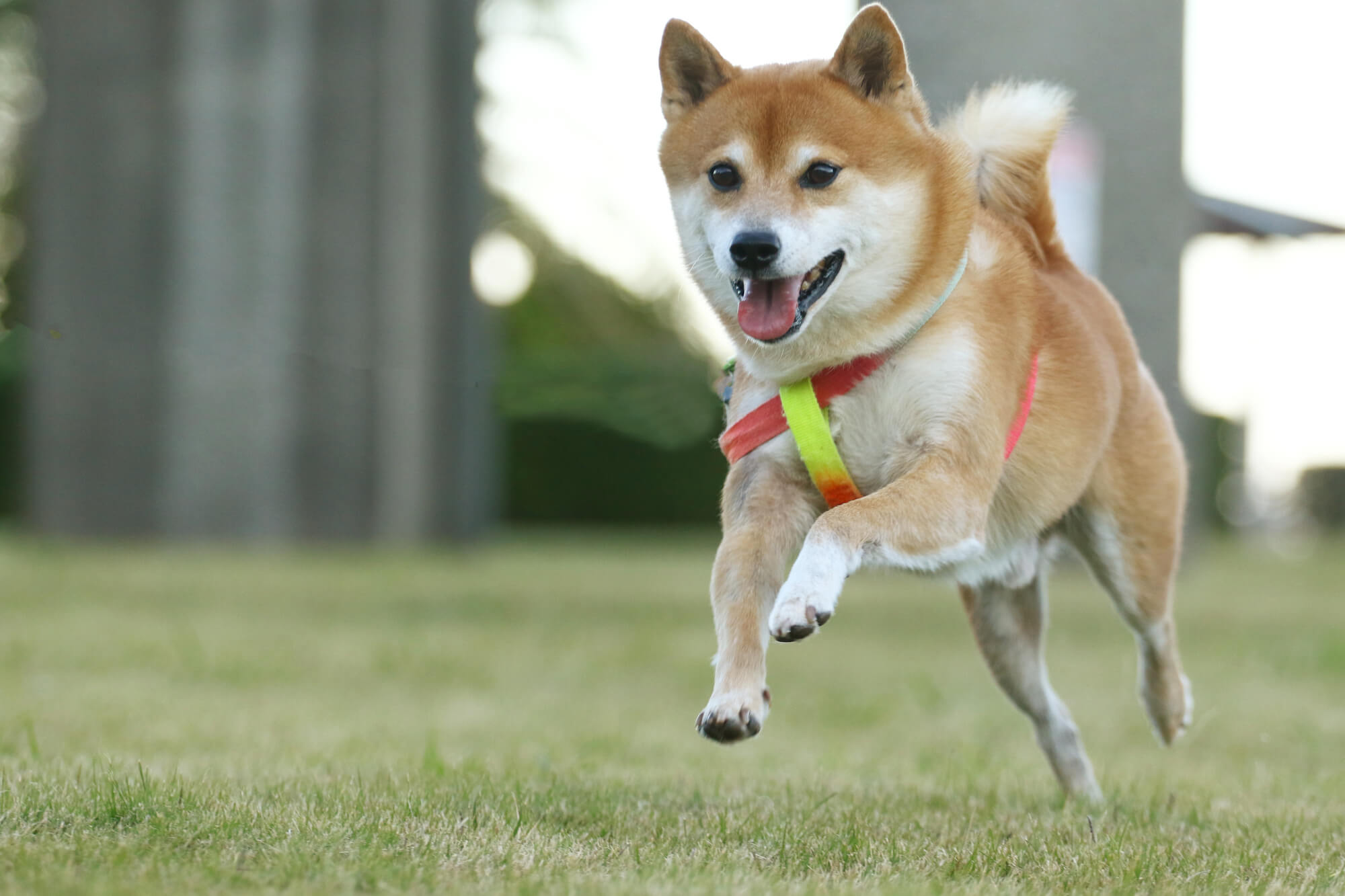 柴犬はどんな犬種？